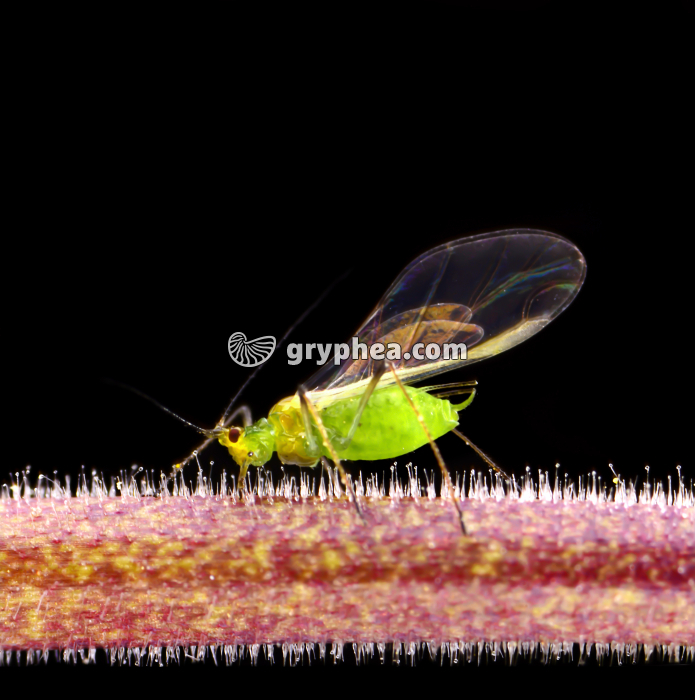 Puceron vert ailé - gryphea.com